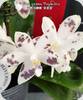Phal. speciosa Purple Star SM/TOGA
